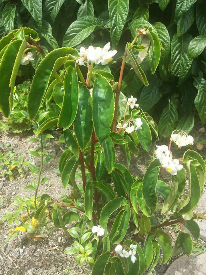 B. cornitepala